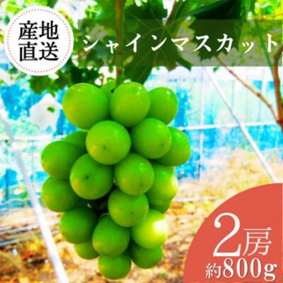 【2026年発送・先行予約】皮ごと贅沢な甘み!島根県産シャインマスカット2房 約800g
