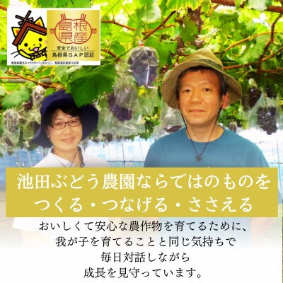 【2026年発送・先行予約】皮ごと贅沢な甘み!島根県産シャインマスカット2房 約800g