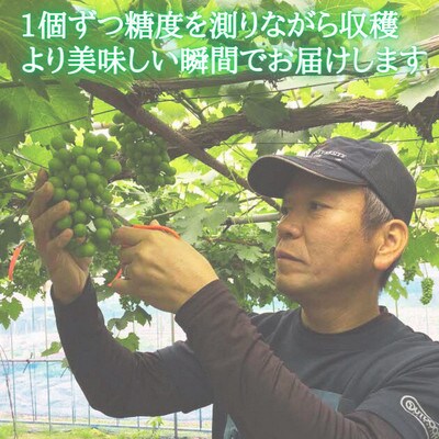 【2026年発送・先行予約】皮ごと贅沢な甘み!島根県産シャインマスカット2房 約800g