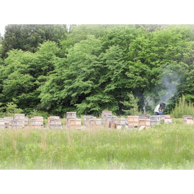 野山のはちみつ そよご蜂蜜