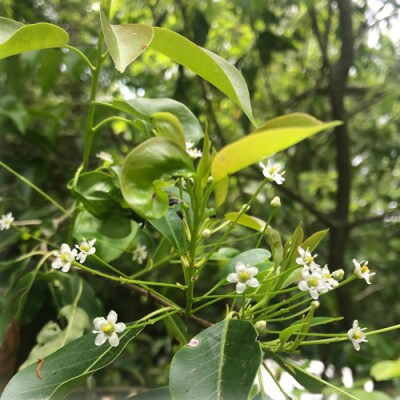 野山のはちみつ そよご蜂蜜