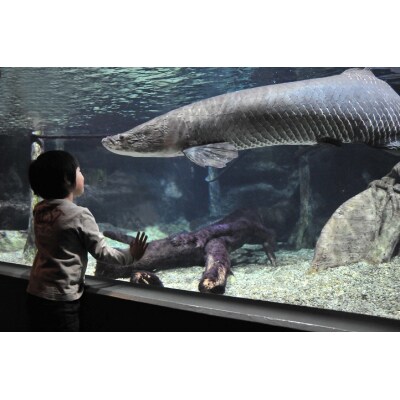 世界淡水魚園水族館アクア・トトぎふ 入館券(大人2枚・中高生1枚)
