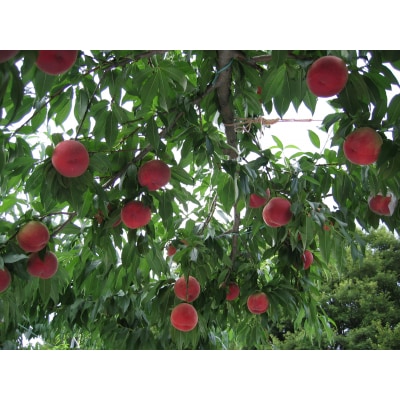 品種はおまかせ飛騨の桃
