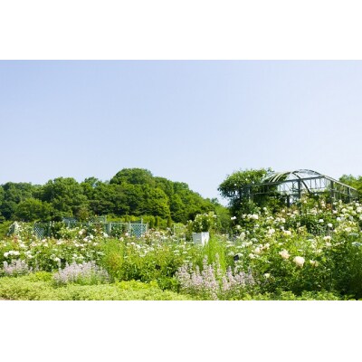 ぎふワールド・ローズガーデン ペア入園券+食事券セット