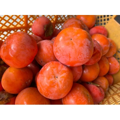 富有柿(岐阜の高糖度甘柿)14個(約3.5kg)
