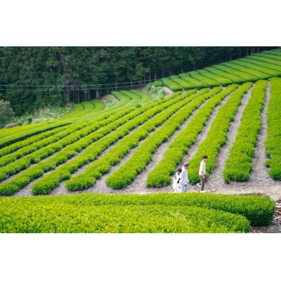 和紅茶カモミール(ティーバッグ) 和紅茶の華やかさとカモミールの甘い香りのお茶