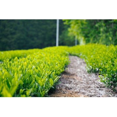 粉末茶3種セット(粉末煎茶/粉末ほうじ茶/粉末和紅茶) 