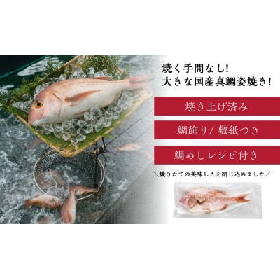 祝い鯛姿焼き 国産天然鯛
