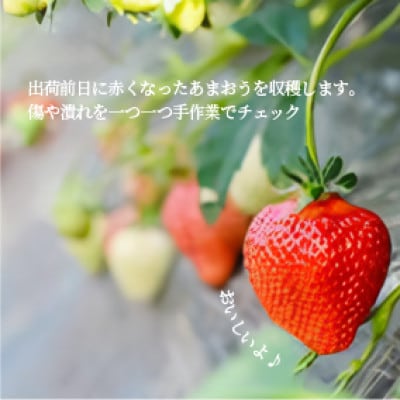 【贈答用】ギフト箱入り 福岡県産 大粒あまおう  約560g(約280g×2パック)