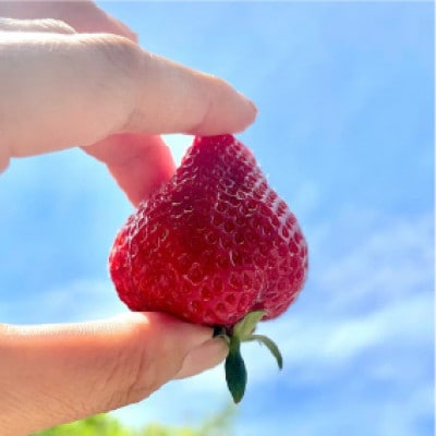 【贈答用】ギフト箱入り 福岡県産 大粒あまおう  約560g(約280g×2パック)