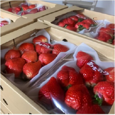 12月より順次発送! 福岡県産 あまおうグランデサイズ以上　約560g(約280g×2パック)