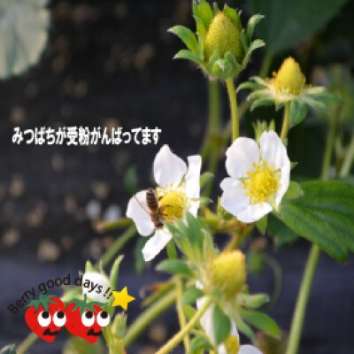 12月より順次発送! 福岡県産 あまおうグランデサイズ以上　約560g(約280g×2パック)