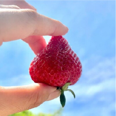 口いっぱいイチゴセット【12月より順次発送】あまおうグランデ以上　約1120g(約280g×4)