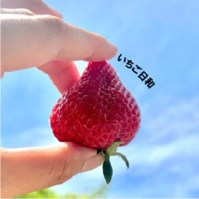 贅沢ないちご祭り【12月より順次発送】あまおう　グランデサイズ以上　約2240g(約280g×8P)