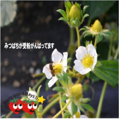 贅沢ないちご祭り【12月より順次発送】あまおう　グランデサイズ以上　約2240g(約280g×8P)