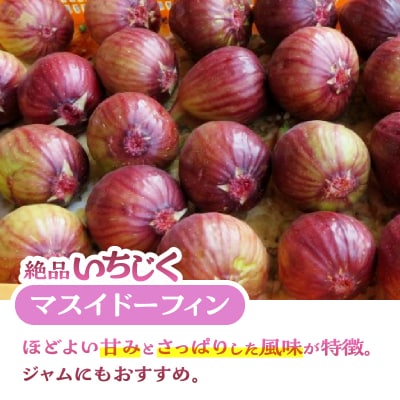 朝採り逸品いちじく(マスイドーフィン4パック)(a1212)