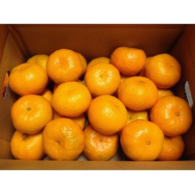 みかん「早香」5kg