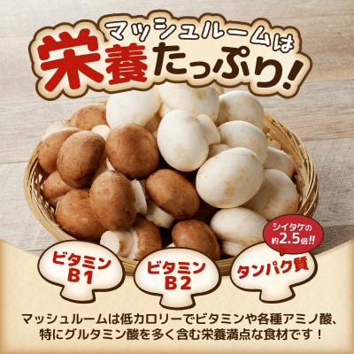 長谷川農産 マッシュルーム(小)×2パックセット 産地直送 [sf002-351]