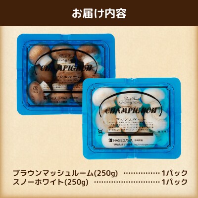 長谷川農産 マッシュルーム(小)×2パックセット 産地直送