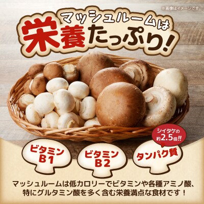 長谷川農産 マッシュルーム3種セット 産地直送 [sf002-353]
