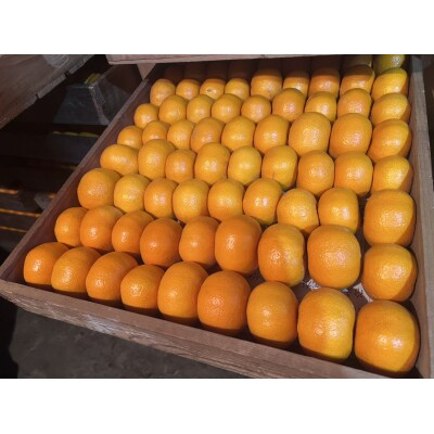 みかん「寿太郎」5kg