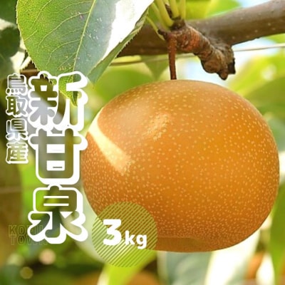 新甘泉 3kg前後 梨 鳥取県産 先行受付 2026年秋収穫分 なし 3キロ TM29 0685