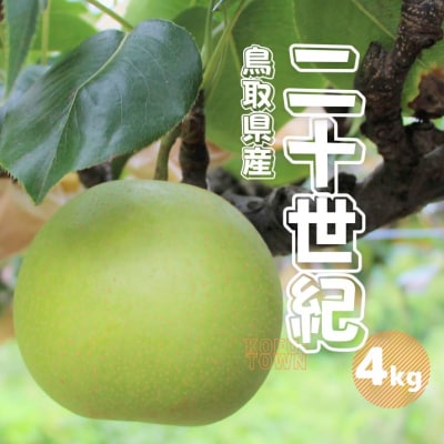 二十世紀梨 秀 約4kg 9～18玉前後 鳥取県 先行受付 2025秋収穫分 TM37 0692