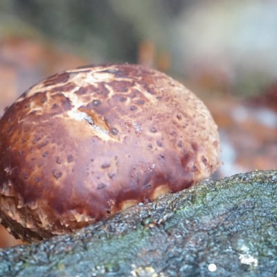 しいたけ醤油奥大山 だし醤油 1L×2本 原木栽培椎茸 / SAC中尾 椎茸屋 0801