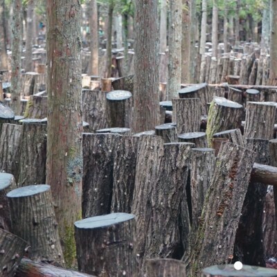 しいたけ醤油奥大山 だし醤油 1L×2本 原木栽培椎茸 / SAC中尾 椎茸屋 0801