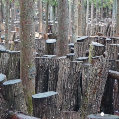 しいたけ醤油 奥大山 だし醤油1本 / SAC中尾 椎茸屋 0789