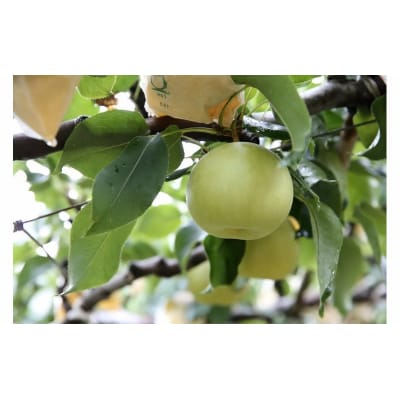 ��\���I�� 5kg ���挧�Y ��s�\���t  �Ďq�I�ʏ� 2026�N���n�� �Ȃ� 5�L�� 0924