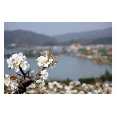 二十世紀梨 5kg 鳥取県産 先行予約受付  米子選果場 2026年収穫分 なし 5キロ 0924