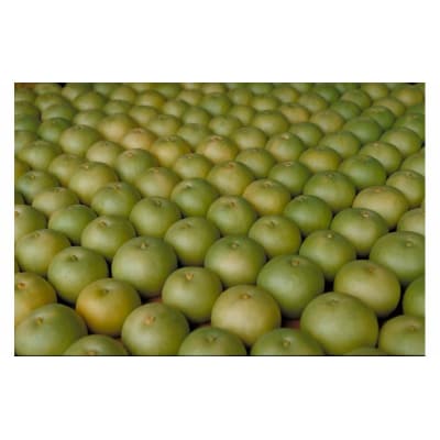 二十世紀梨 5kg 鳥取県産 先行予約受付  米子選果場 2026年収穫分 なし 5キロ 0924