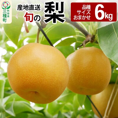 今が旬! 梨 6kg 【品種、サイズおまかせ】 産地直送 和梨|05_jsy-111601
