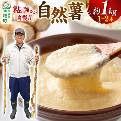 自然薯 約1kg(1～2本) 秋田県三種町産|05_tfk-010101