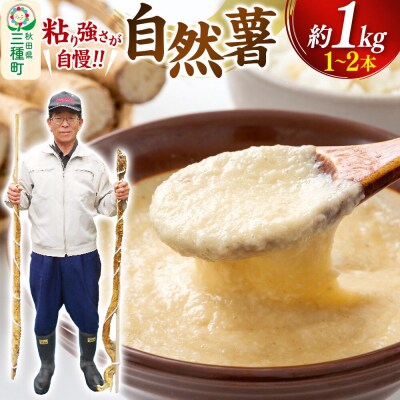自然薯 約1kg(1～2本) 秋田県三種町産|05_tfk-010101