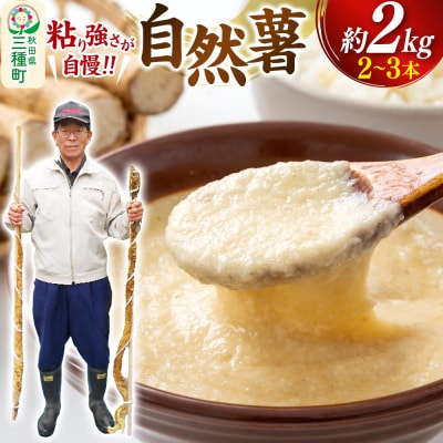 自然薯 約2kg(2～3本) 秋田県三種町産|05_tfk-010201