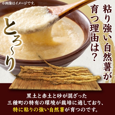 自然薯 約2kg(2～3本) 秋田県三種町産|05_tfk-010201