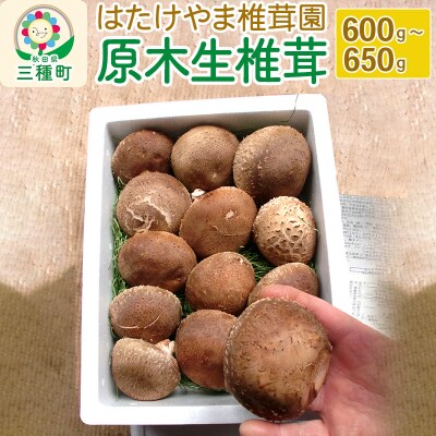 秋田県産 原木生椎茸(600～650g)産地直送|05_htk-011601