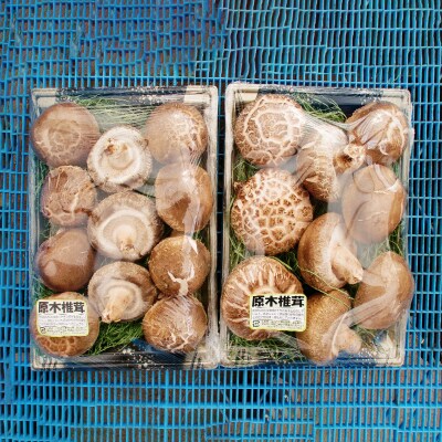 秋田県産 原木生椎茸(600～650g)産地直送|05_htk-011601