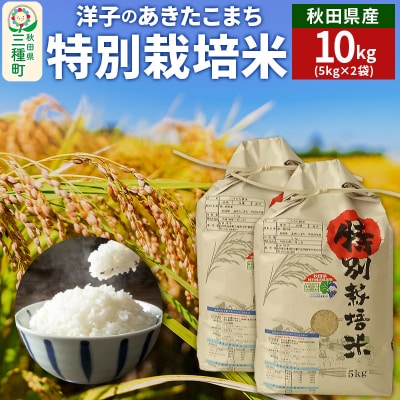 洋子の あきたこまち 特別栽培米 10kg【白米】 令和6年産|05_jsy-411001