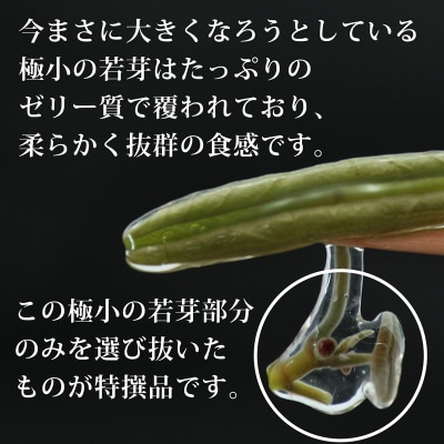 特選生じゅんさい500g ゆずタレ2個 《冷蔵》令和8年産  三種町産|05_adf-141501