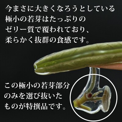 特選生じゅんさい1kg ゆずタレ4個 《冷蔵》 令和8年産  三種町産|05_adf-140101