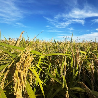 白米 あきたこまち 5kg 秋田県産 令和7年産 Sands|05_snd-010501