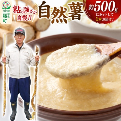 自然薯 約500g (1本) 秋田県三種町産|05_tfk-015001