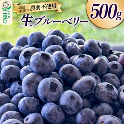 生ブルーベリー 500g 秋田県山本郡三種町産|05_std-010501