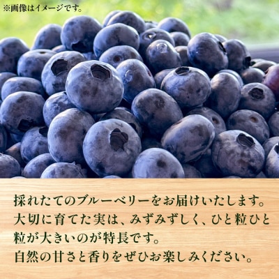 生ブルーベリー 500g 秋田県山本郡三種町産|05_std-010501