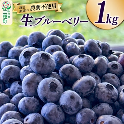 生ブルーベリー 1kg 秋田県山本郡三種町産|05_std-011001