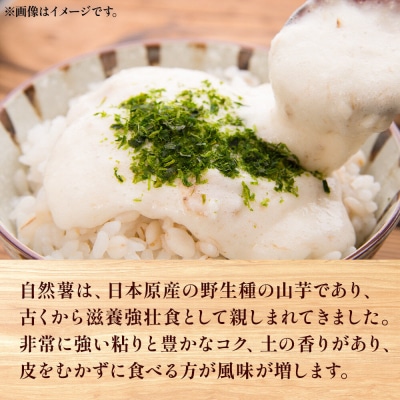 自然薯 1kg 秋田県山本郡三種町産 山芋|05_std-031001