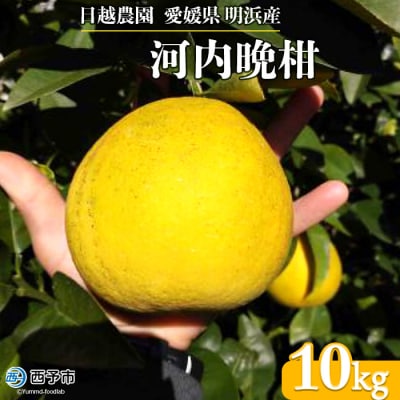 日越農園 愛媛県明浜産 河内晩柑 10kg